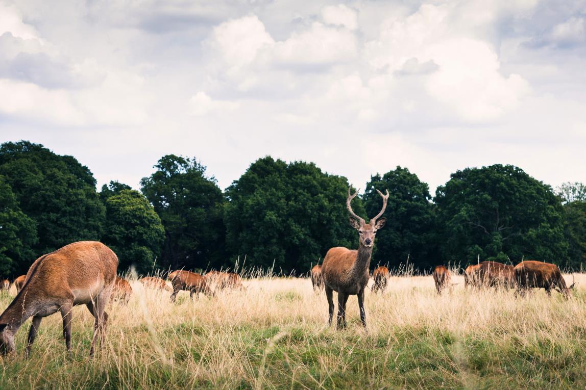 deer-in-richmond-park-in-london.jpg