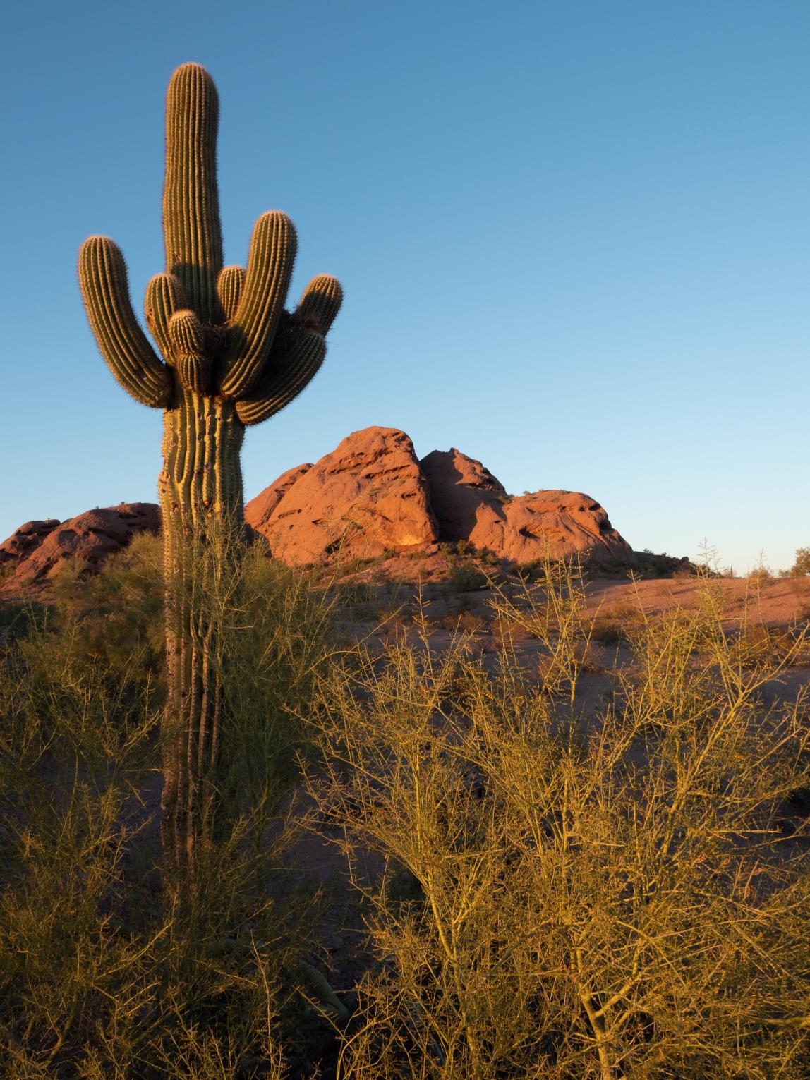 Tempe Desert