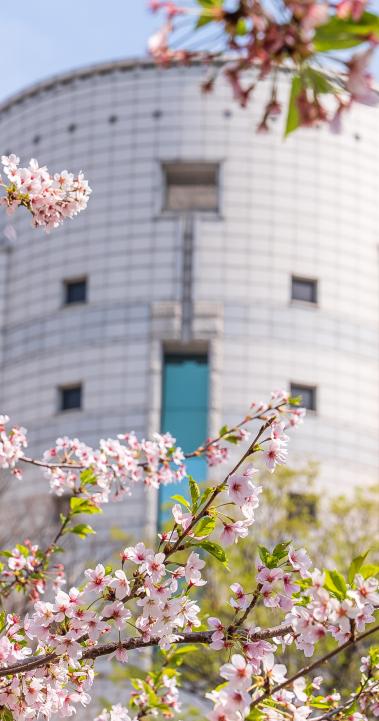 Hanyang University Campus Flowers