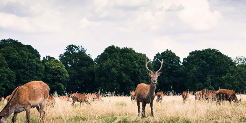 deer-in-richmond-park-in-london.jpg