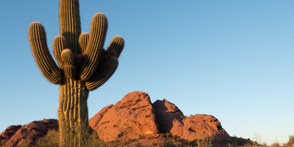 Tempe Desert