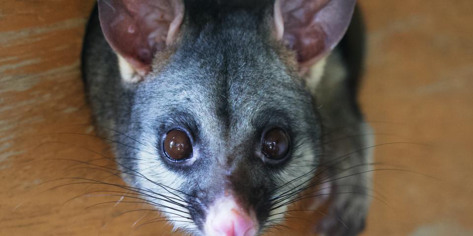 A small Astralian possum looks up at the camera